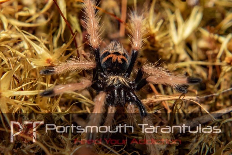 Chromatopelma cyaneopubescens - GBB Green Bottle Blue (3-4cm)