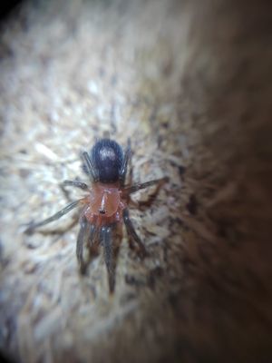Cyriocosmus sellatus - Peruvian Dwarf Star (0.5cm)