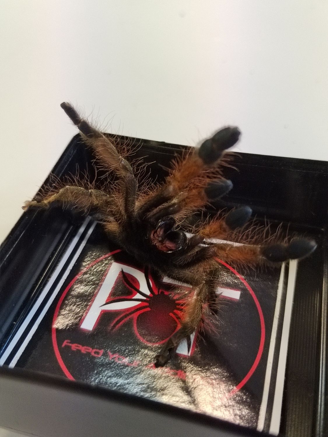 Stromatopelma Calceatum - Feather leg (7-8cm)