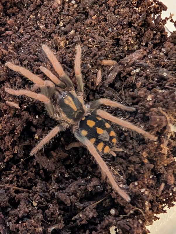 Hapalopus sp Colombia small - Pumpkin patch small (1-2cm)