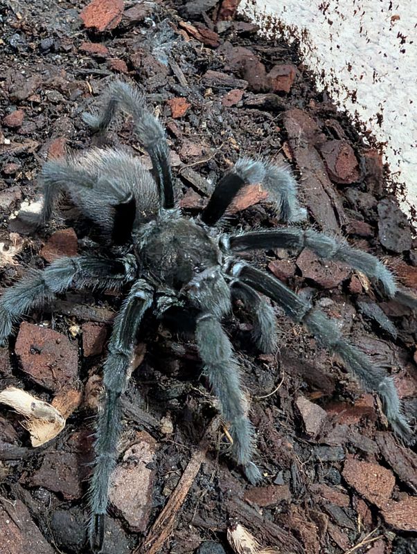 Aphonopelma moderatum - Rio Grande Gold Male