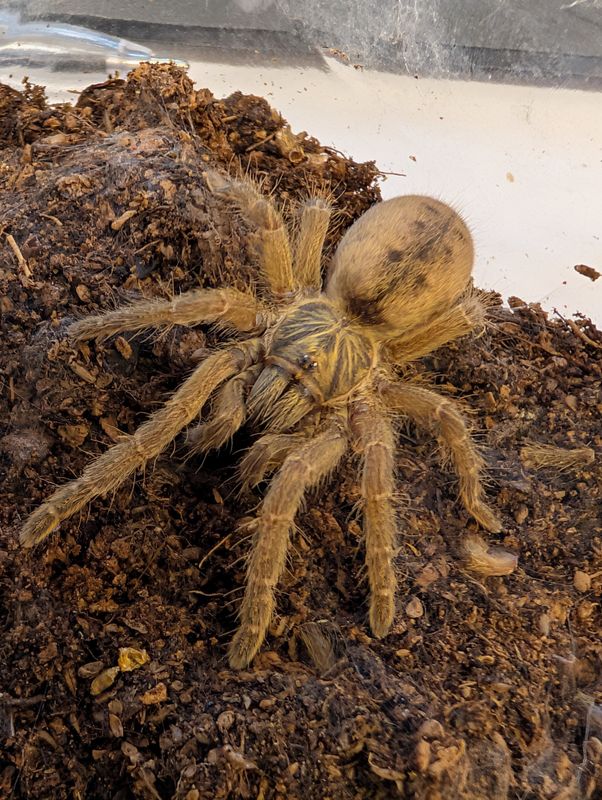 Pterinochilus lugardi - Fort Hall Baboon (4-5cm)