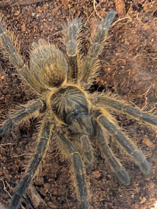 Harpactira baviana - Purcells Baboon (4-5cm)