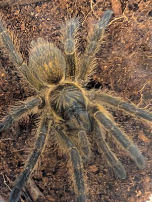 Harpactira baviana - Purcells Baboon (4-5cm)