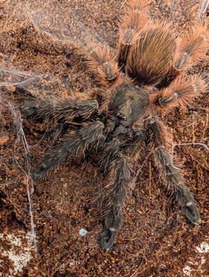 Psalmopoeus victori - Darth Maul (6-7cm)
