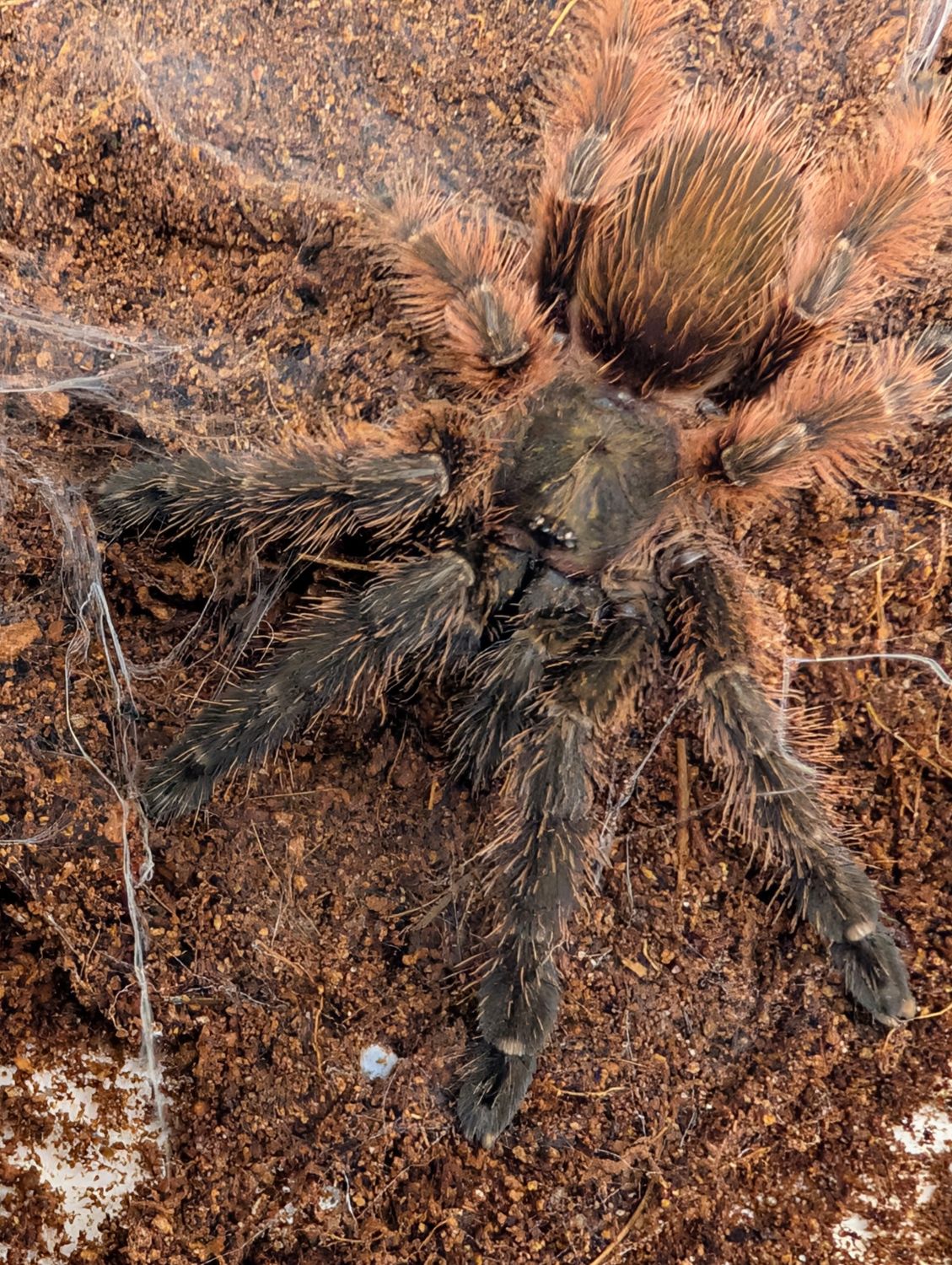 Psalmopoeus victori - Darth Maul (5-6cm)