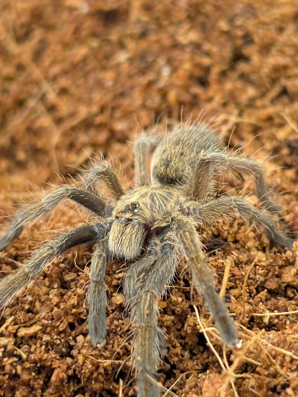 Augacephalus junodi - Orange Foot Baboon (2-3cm)
