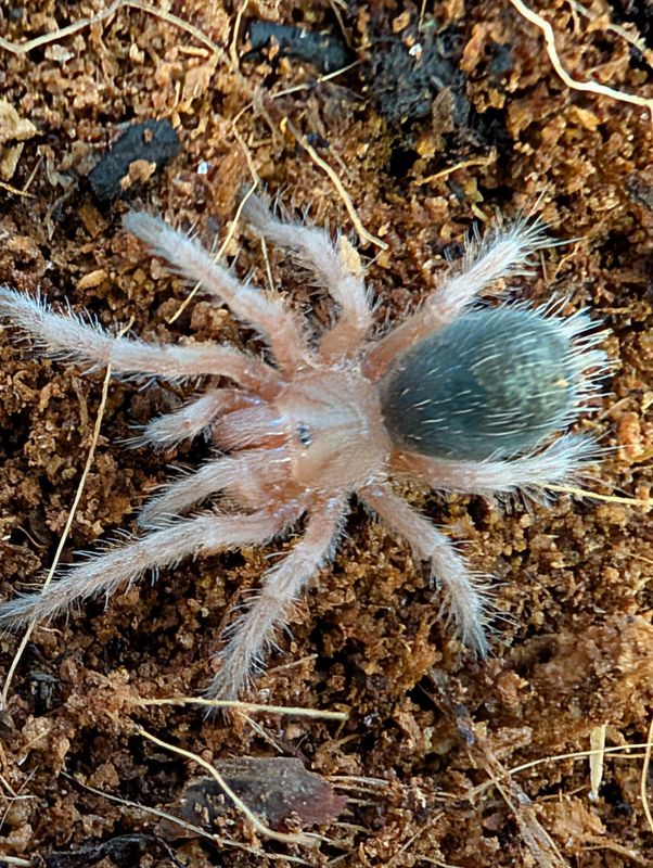 Grammostola rosea ncf (Ex Grammostola porteri) (2-3cm)