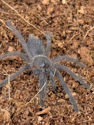 Chilobrachys sp. Saraburi - Saraburi Earth Tiger (3-4cm)