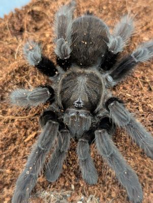 Lampropelma nigerrimum - Sangihe Island Black (13-14cm)