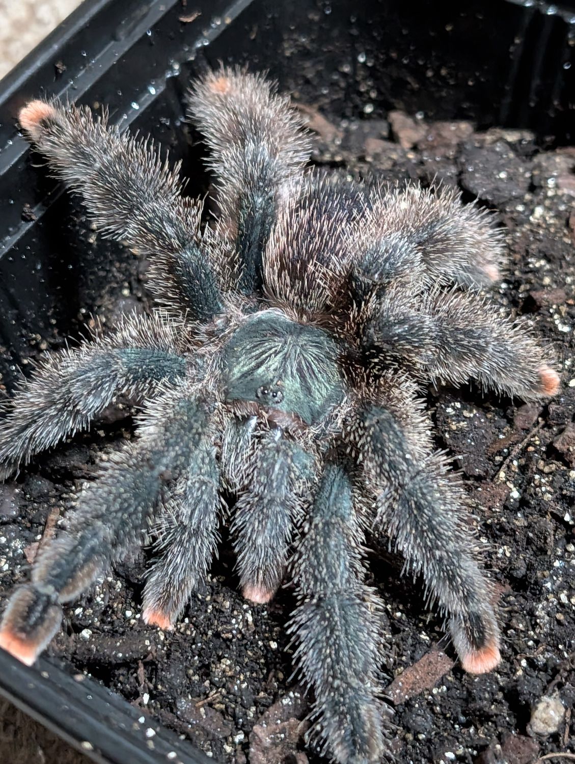 Avicularia Mettalica W/C - Metallic pinktoe Male (12-13cm)