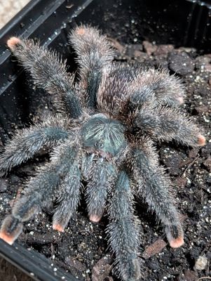 Avicularia Mettalica W/C - Metallic pinktoe Male (12-13cm)