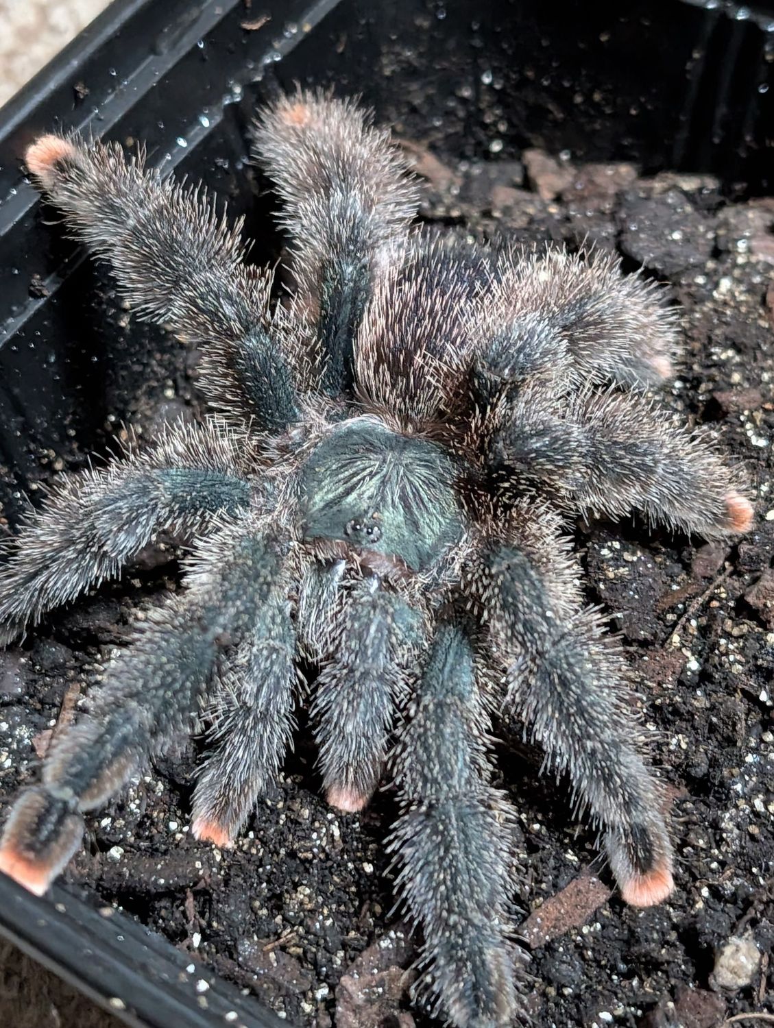 Avicularia Mettalica W/C - Metallic pinktoe Female (12-13)