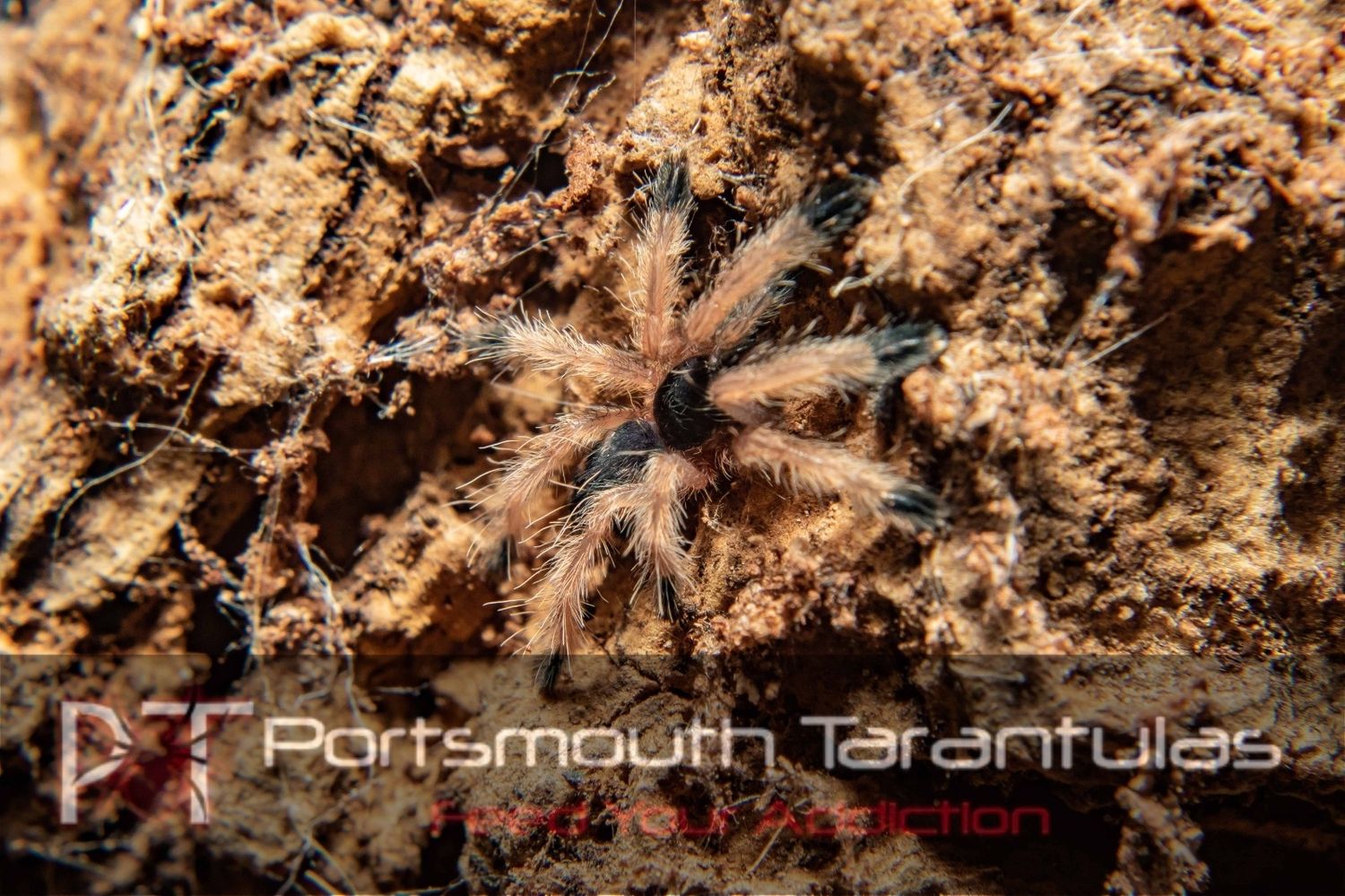 Amazonicus germania - Orange Tree Spider (3-4cm)