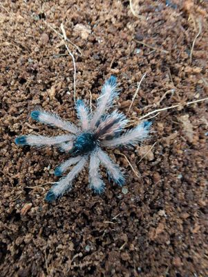 Avicularia Mettalica - Metallic pinktoe (2-3cm)
