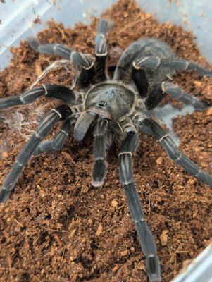 Cyriopagopus Vonwirthi - Asian chevron Female (12-13cm)