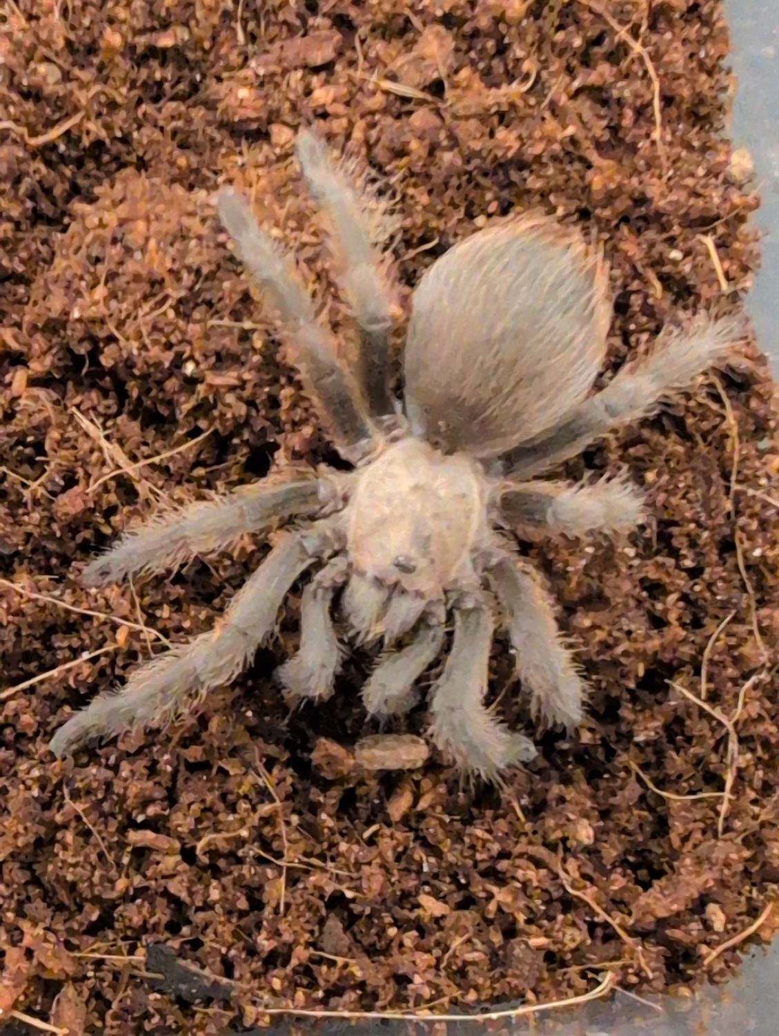Aphonopelma hentzi - Oklahoma brown (4-5cm)