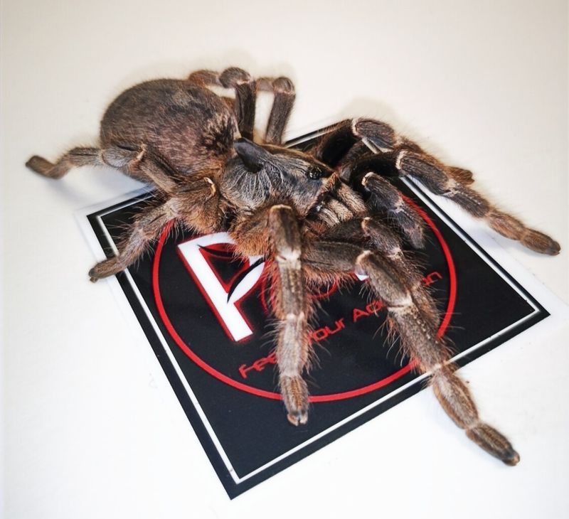 Ceratogyrus darlingi - East African Horned Baboon (4-5cm)