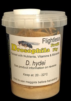 Drosophila hydei (Flightless Fruit Flys)