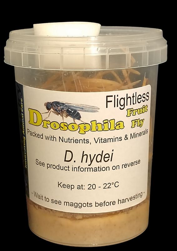 Drosophila hydei (Flightless Fruit Flys)