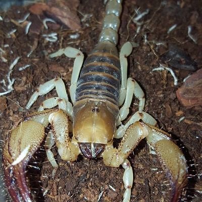 Other Inverts