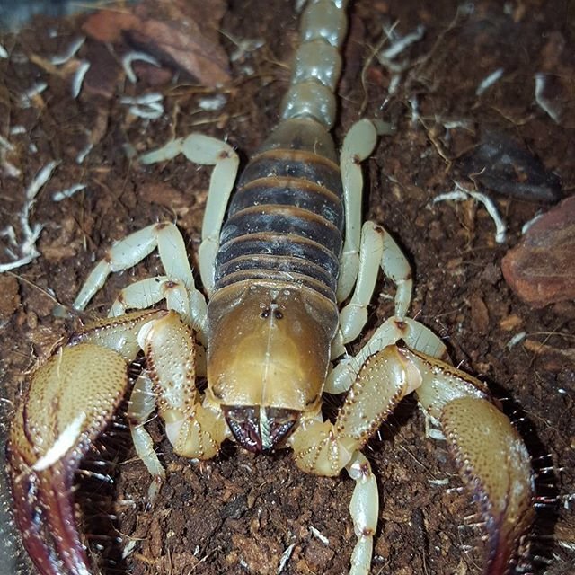 Other Inverts