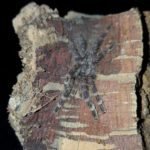 Poecilotheria regalis - Indian Ornamental (3-4cm)