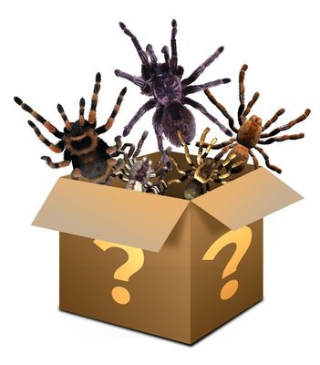 Mystery box £20  - Please read description