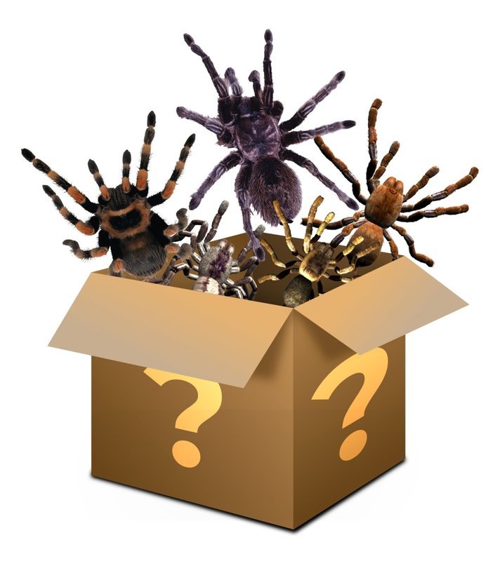 Mystery box £100 - Please read description