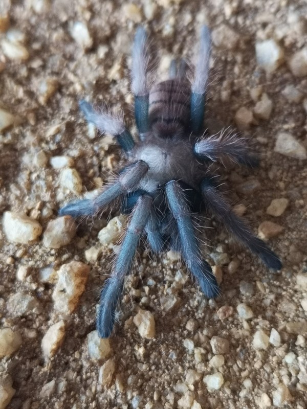 Chilobrachys fimbriatus - Indian Violet (1-2cm)