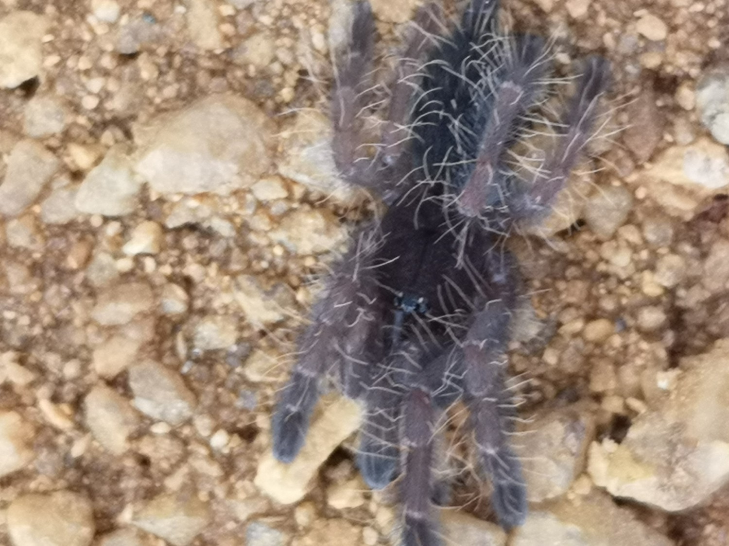 Phormingochilus sp rufus - Peach Earth Tiger (1-2cm)