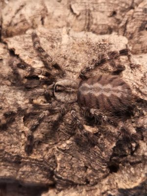 Poecilotheria regalis Indian Ornamental (5-6cm)