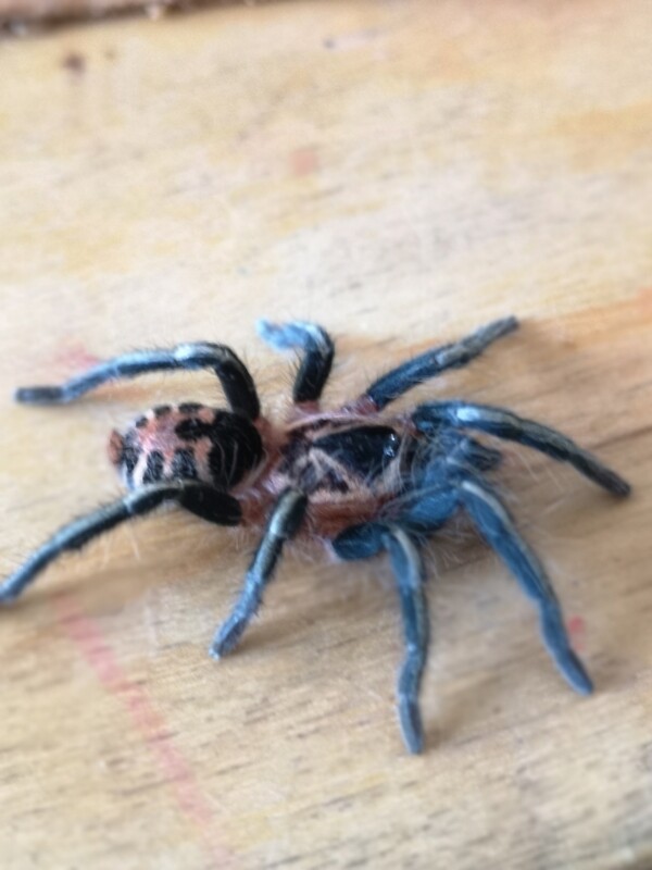 Cyriocosmus leetzi - Colombian Dwarf Tiger (0.5cm)