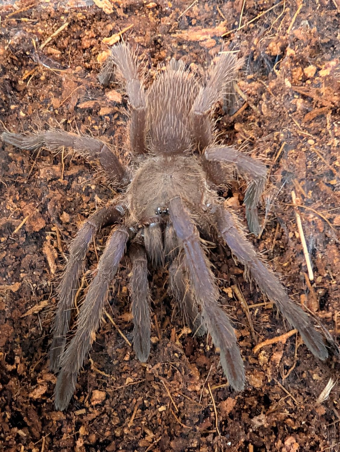 Chilobrachys dyscolus - vietnam blue (4-5cm)