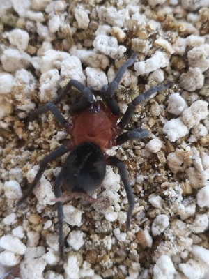 Bumba horrida - Brazilian Redhead (6-7cm)