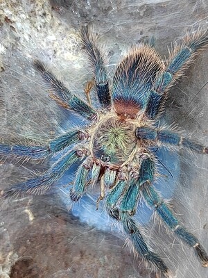 Dolichothele diamantinensis - Brazilian Blue Beauty (1cm)