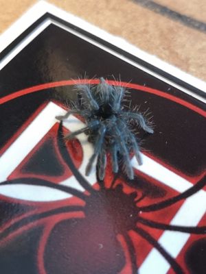 Phormictopus auratus - Cuban Bronze (1-2cm)