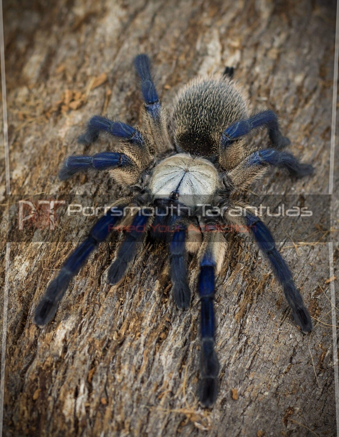 Monocentropus balfouri - Socotra Island Blue Baboon (1-2cm) x5