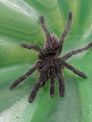 Cyriopagopoeus minax - Thailand black (1-2cm)
