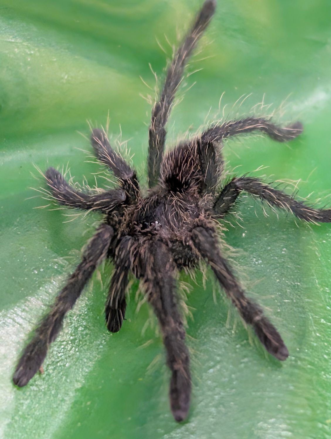Cyriopagopoeus minax - Thailand black (1-2cm)