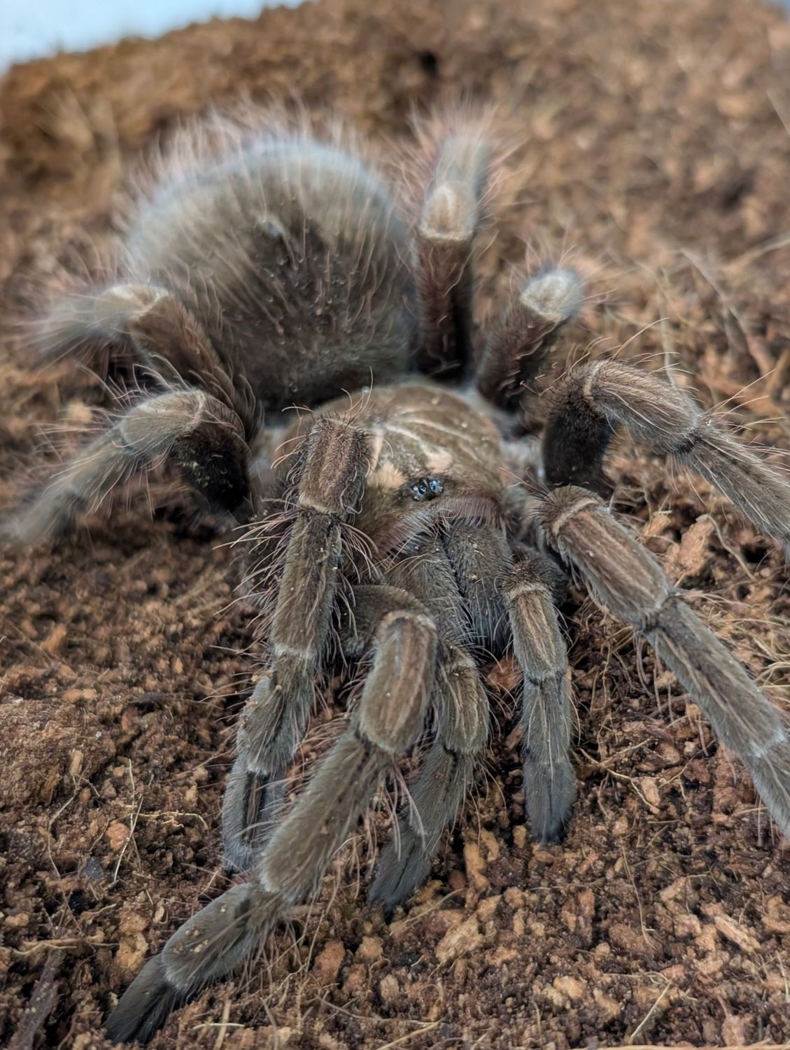 Pamphobeteus sp machala - Purple Bloom Female (10-11cm)