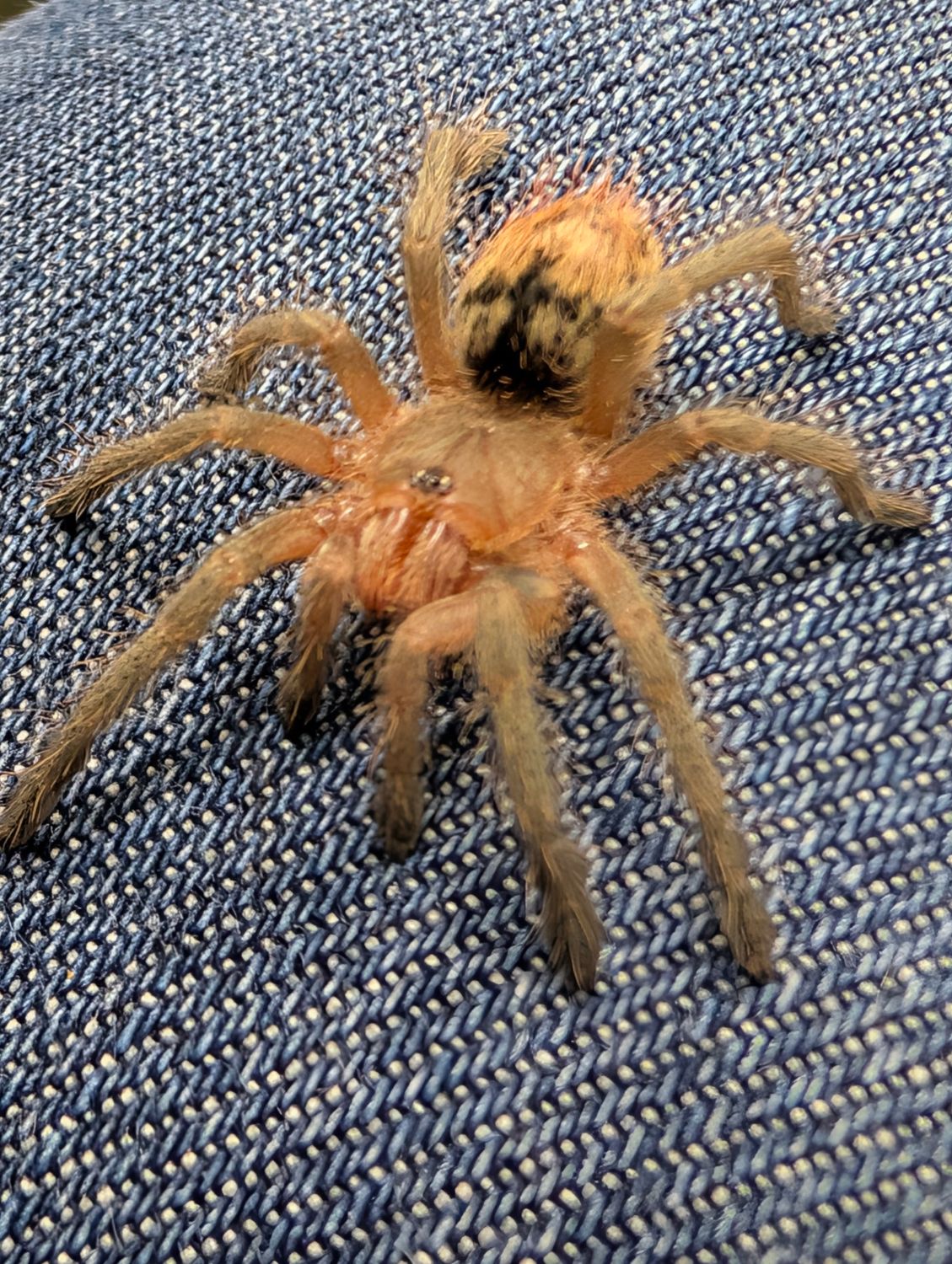 Thrixopelma ockerti - Peruvian flame Rump (3-4cm)