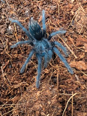 Phormictopus sp. green/gold carapace - Green/gold Birdeater (2-3cm)