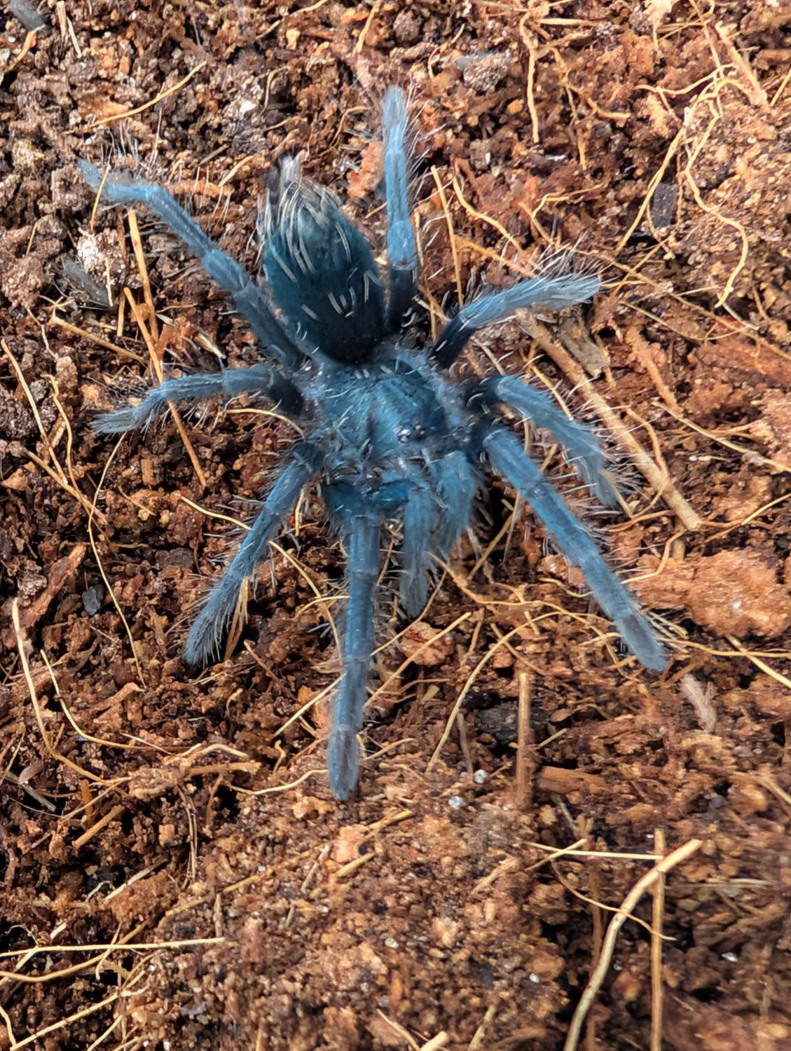 Phormictopus sp. green/gold carapace - Green/gold Birdeater (2-3cm)