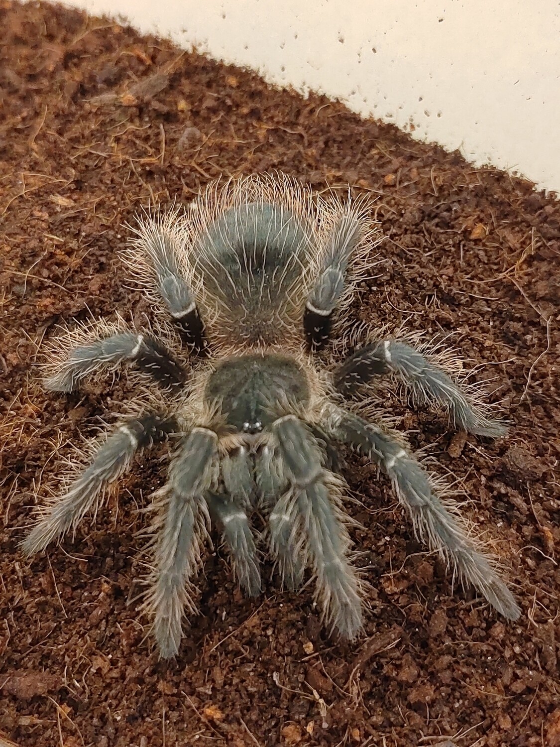 Lasiodora Striatipes - Bahia Grey (1-2cm)