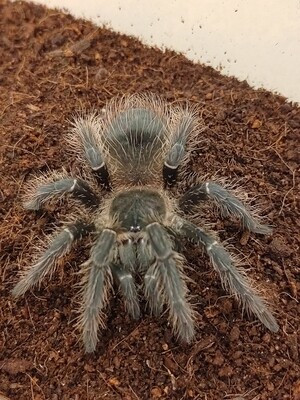 Lasiodora Striatipes - Bahia Grey (1-2cm)