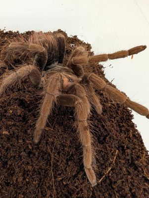 Pamphobeteus fortis - Colombian Giant Copperhead Male (12-13cm)