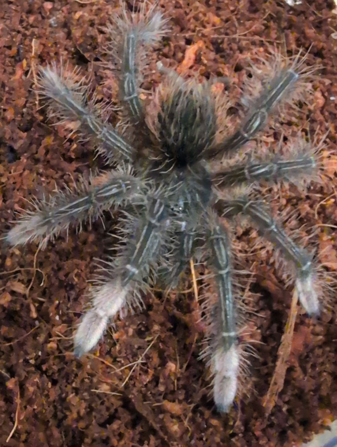 Theraphosa stirmi - Burgundy Goliath Birdeater (11-12cm) 