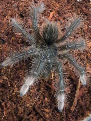 Theraphosa stirmi - Burgundy Goliath Birdeater (11-12cm) 