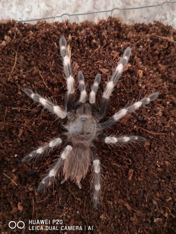 Vitalius chromatus - Brazilian red and white Female (9-10cm)
